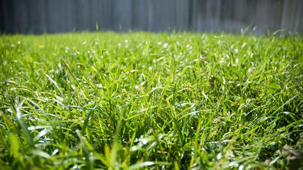 Bahia Vs Bermuda Grass - Buyers Guide 2023