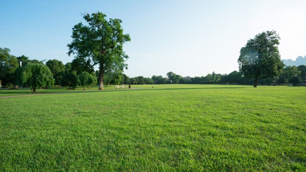 Bahia Vs Bermuda Grass - Buyers Guide 2023